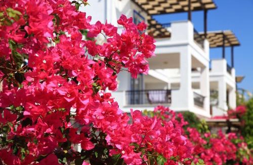 Bitez Apartment | Aktur Residence