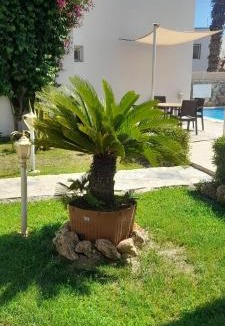 Bodrum City Center Hotel | Canna Garden Hotel - Adult Only