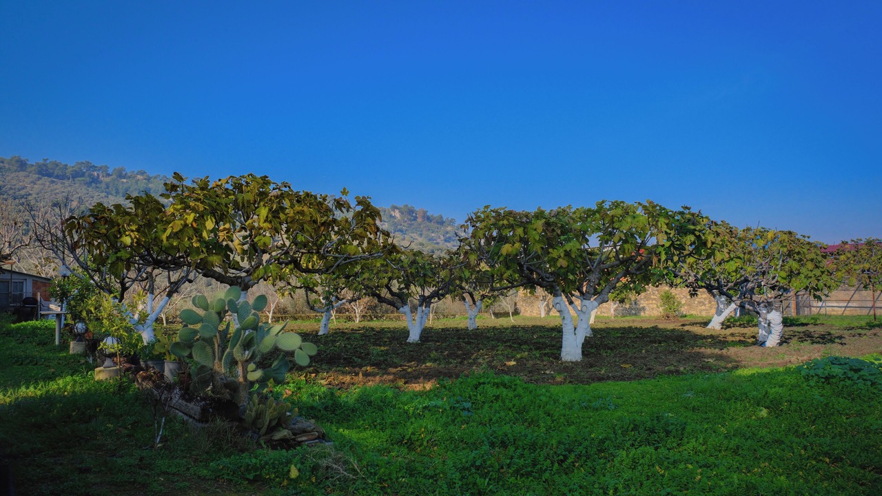 Photo of Outdoor in Alacali