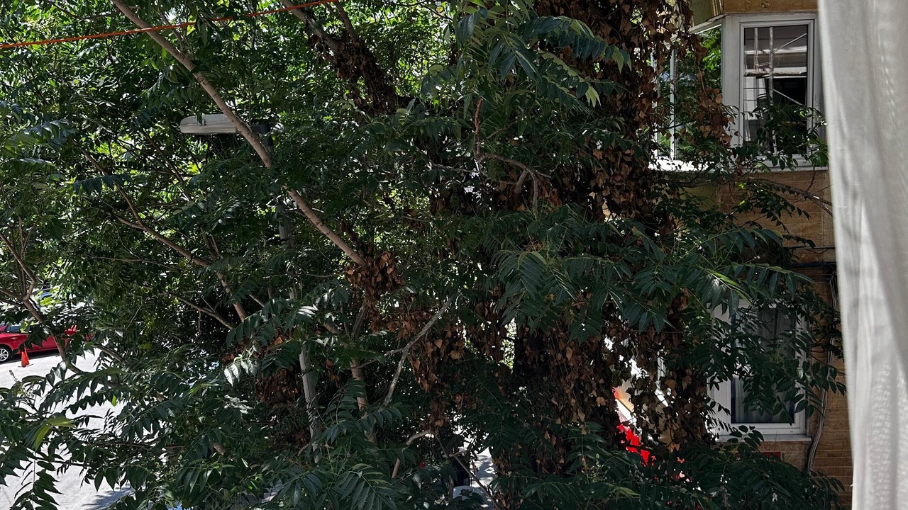 Photo of Others in Cihangir