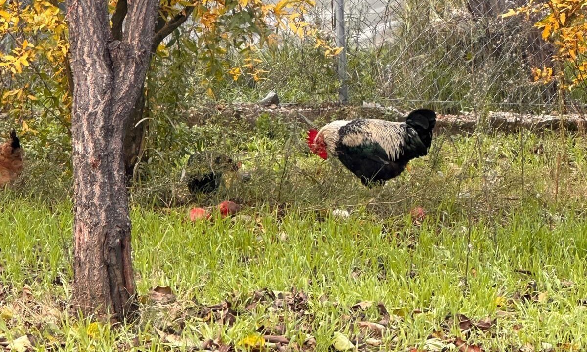 Photo of Others in Dalaman