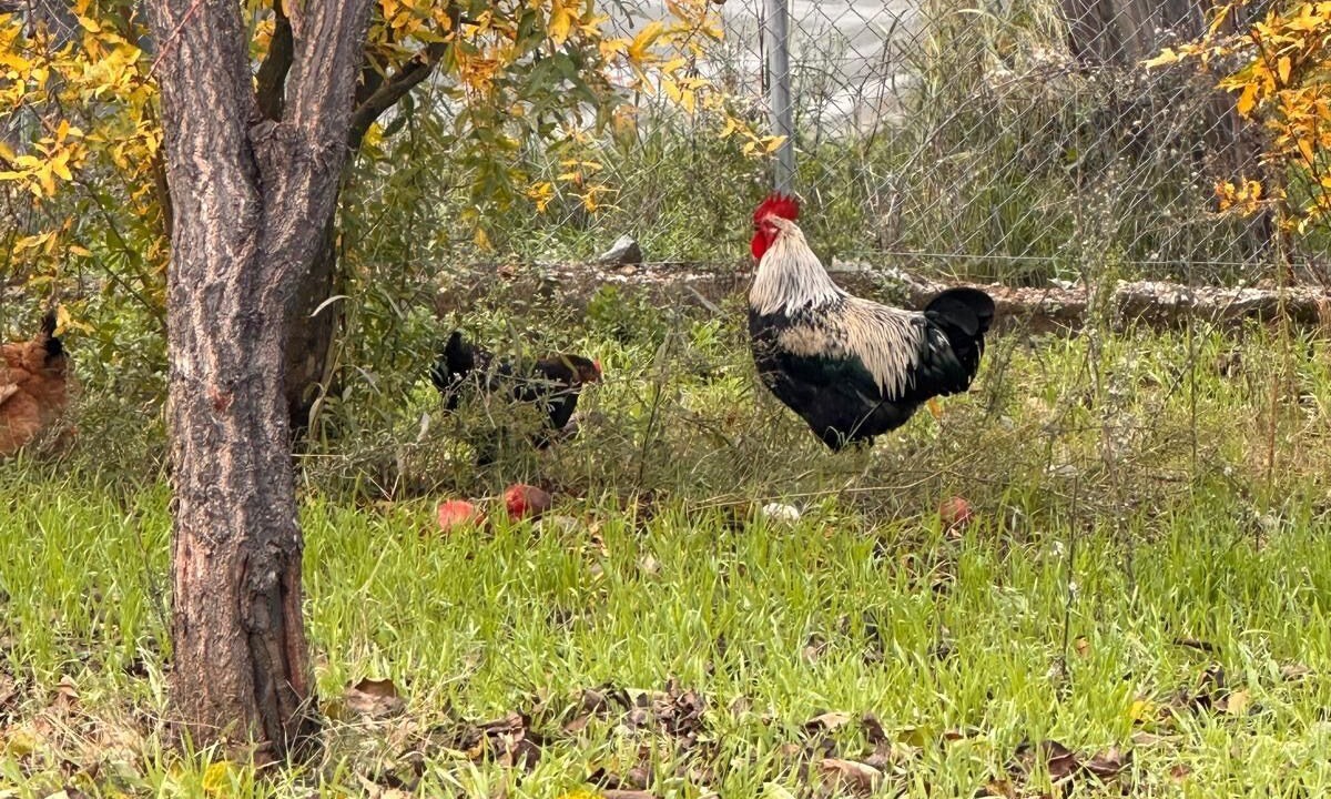 Photo of Others in Dalaman
