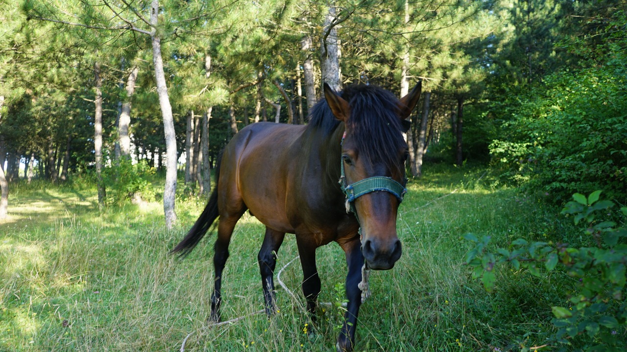 Photo of Outdoor in Mengen
