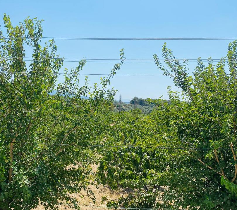 Photo of Others in Camlık