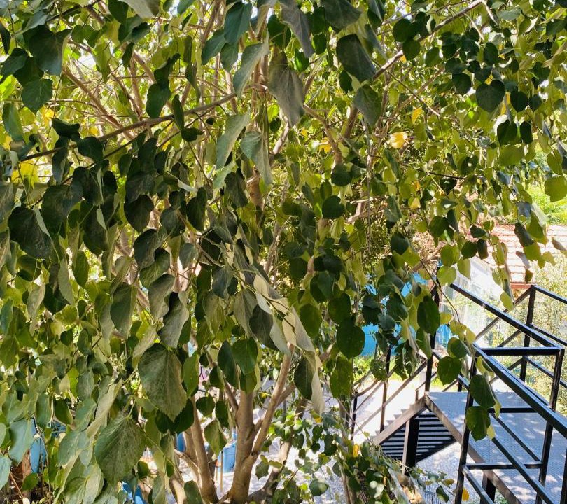 Photo of Others in Camlık