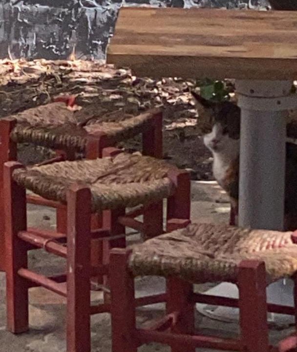 Photo of Others in Zeytinli
