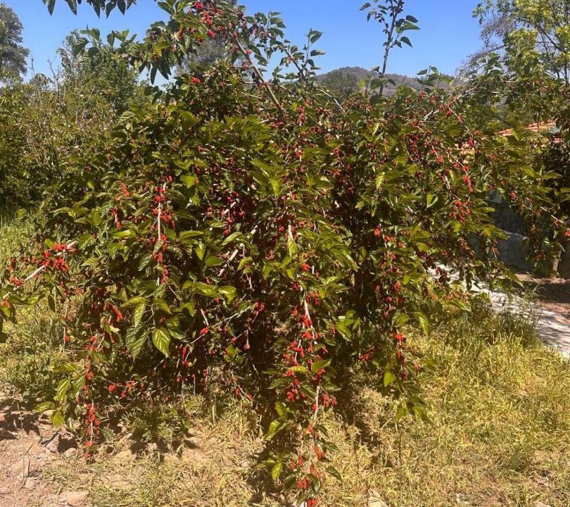 Photo of Others in Dalaman