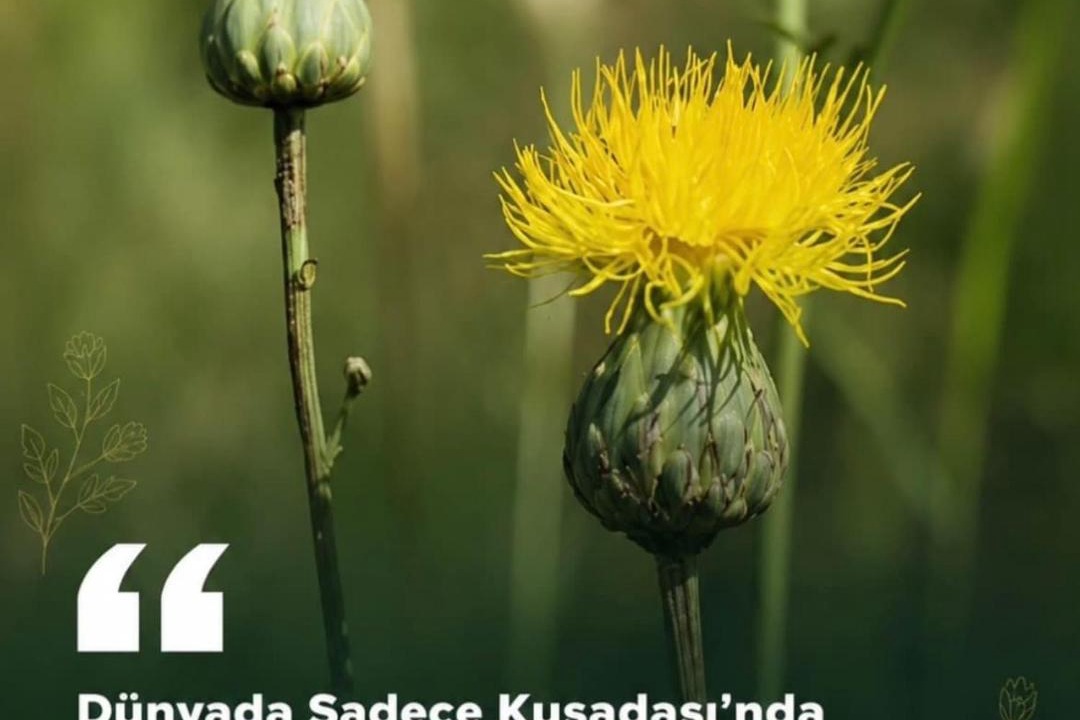 Photo of Others in Kadıkalesi Mh.