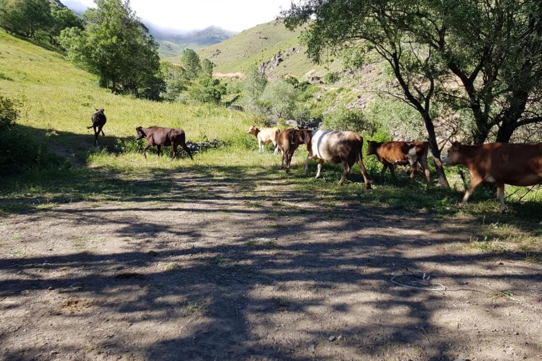 Photo of Others in Bayburt