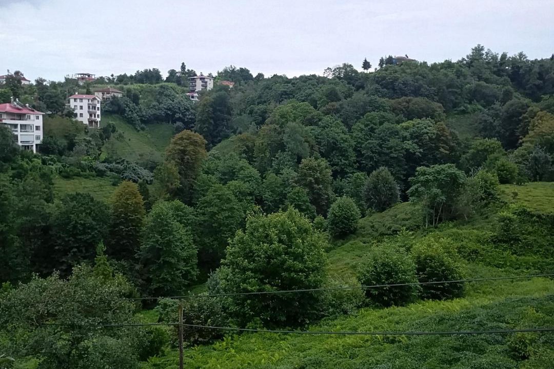 Photo of Others in Pazar
