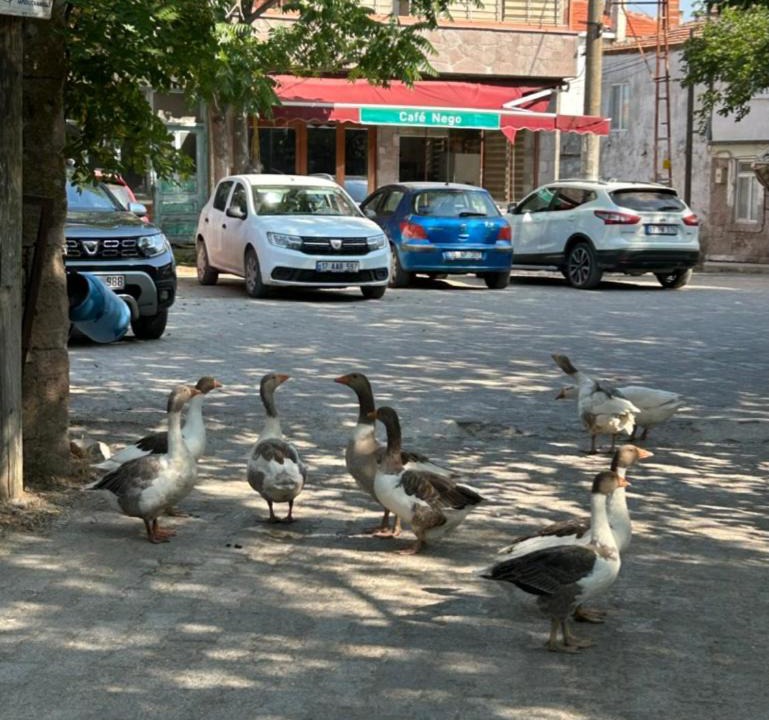 Photo of Others in Ayvacik