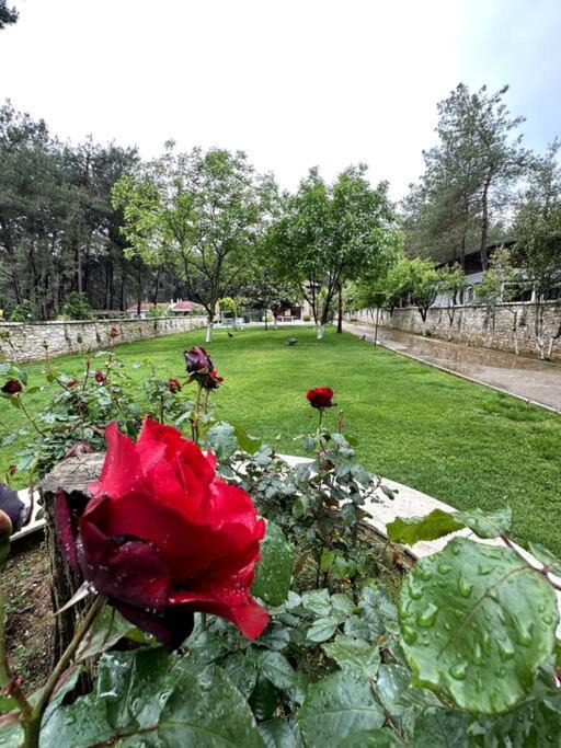 Photo of Others in Menderes