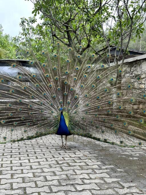 Photo of Others in Menderes