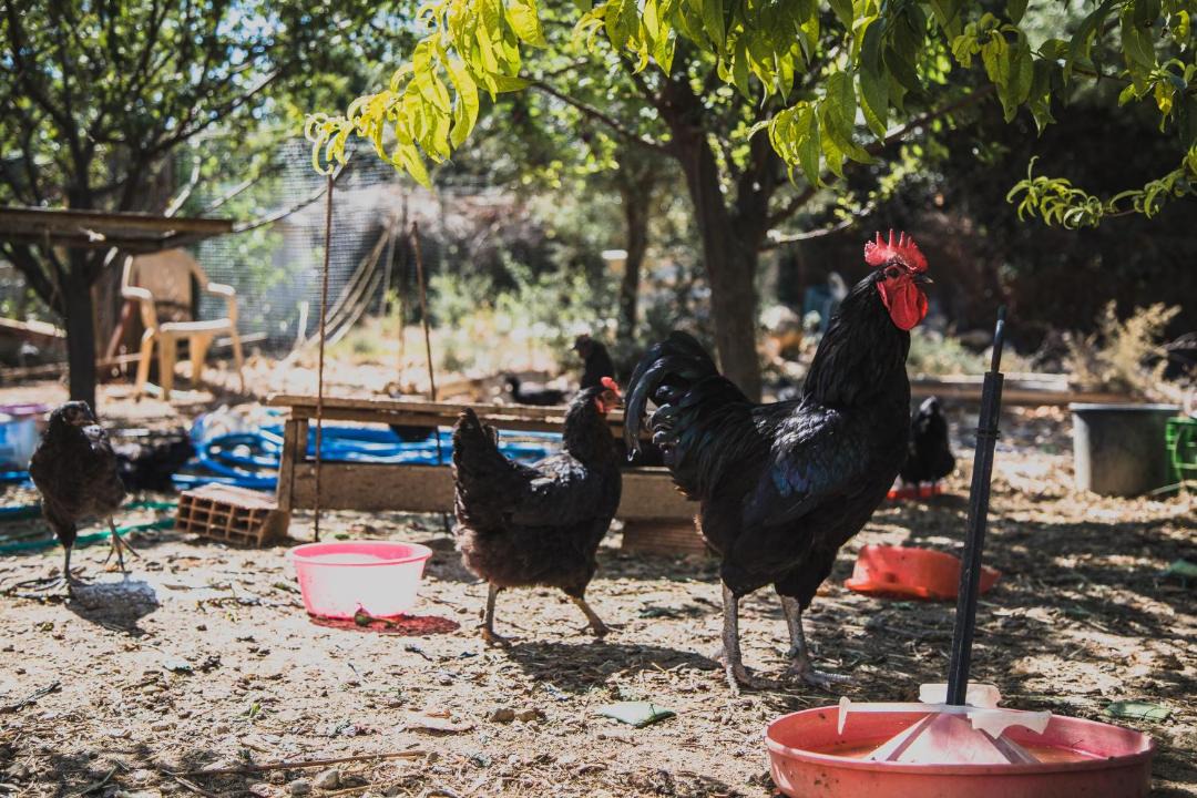 Photo of Others in Sigacık