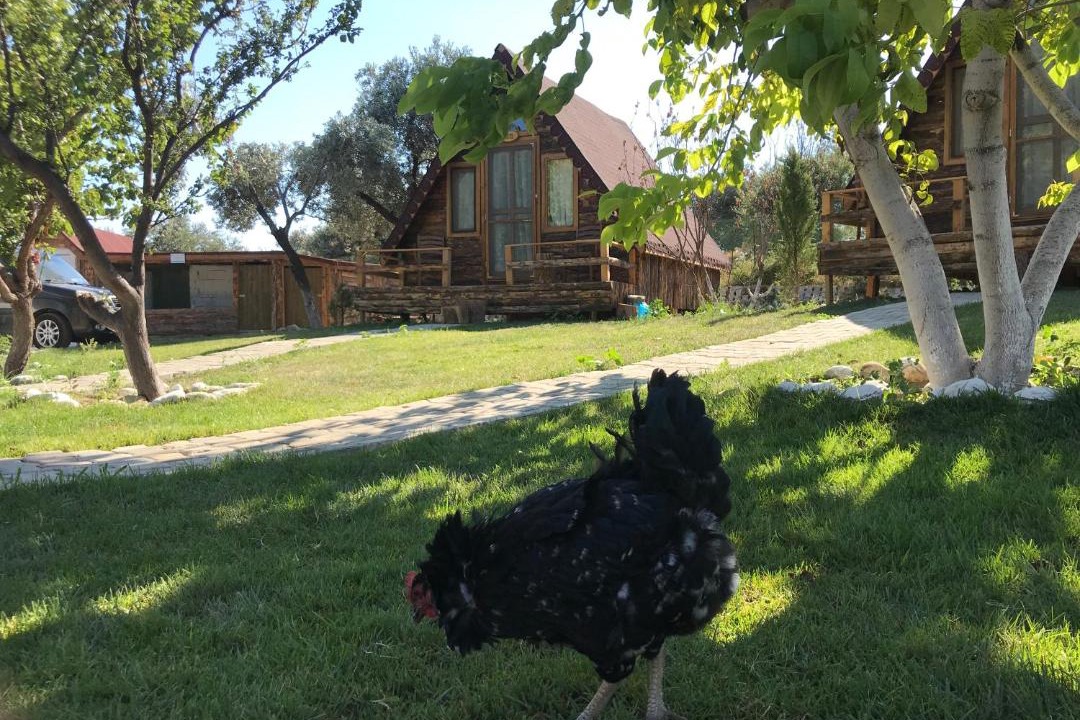 Photo of Others in Zeytinli