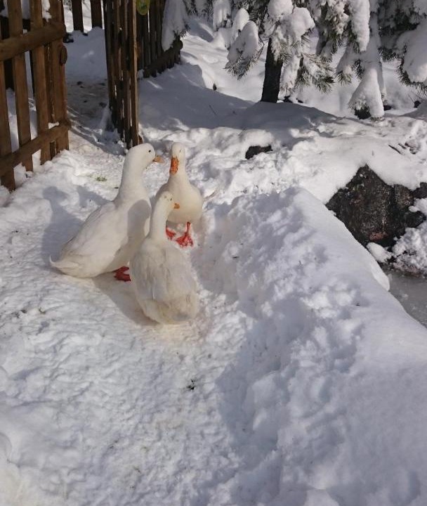 Photo of Others in Bolu
