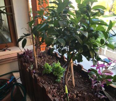 Eski Lara House | Orange Garden